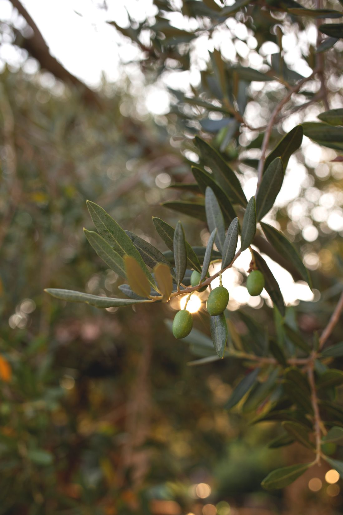 Olives Chemlali en fin de maturité sur la branche, oliveraies de Sfax