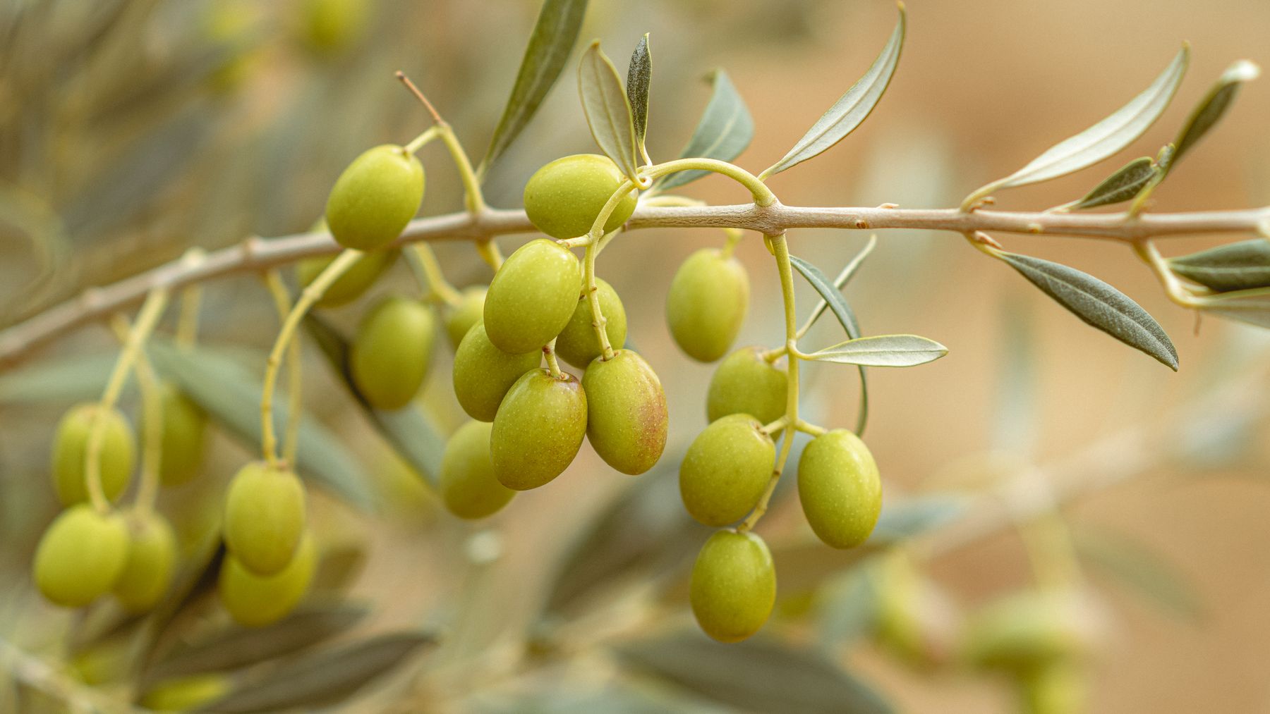 Olives vertes gorgées de soleil sur la branche, oliveraies tunisiennes